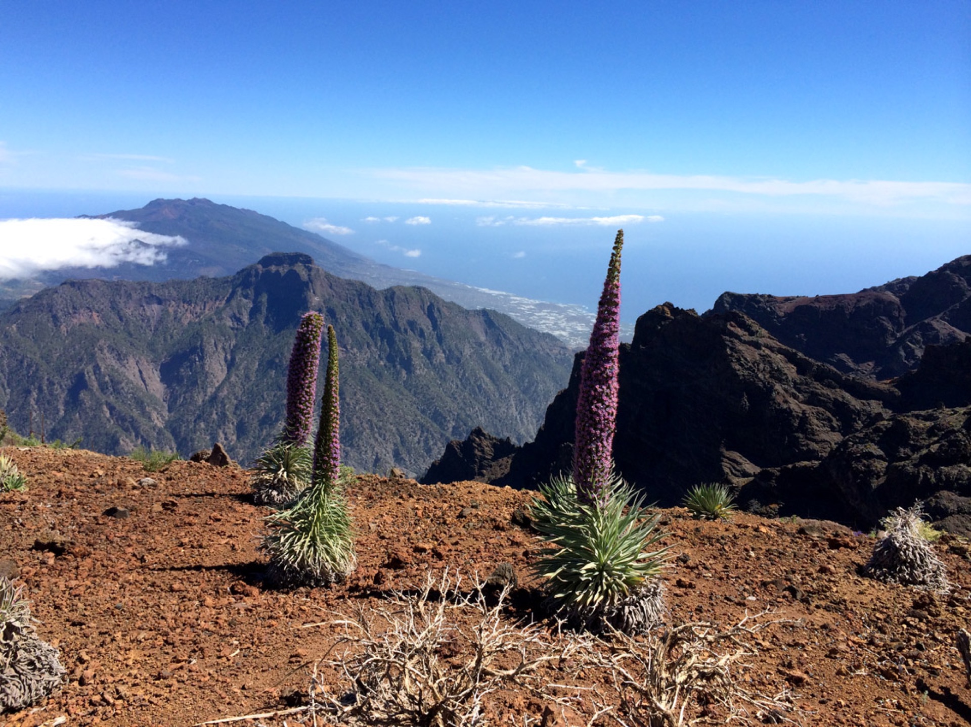 Mountains of Caldera de Taburiente with tajinaste flowers