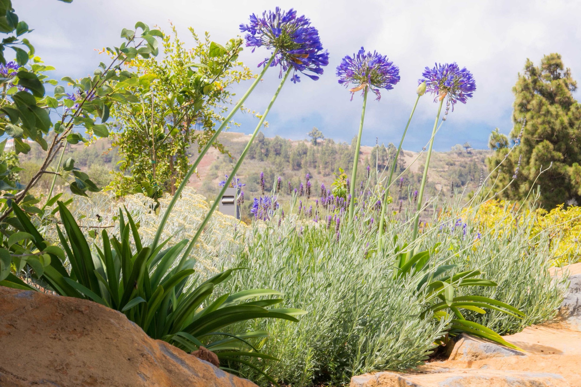 Parterre con agapantos y lavanda