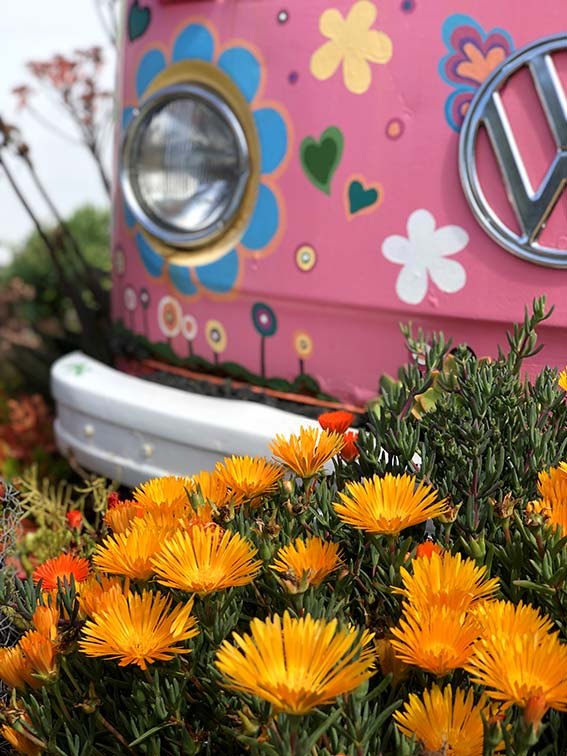 Nahaufnahme des bemalten VW-Busses hinter orangen Blüten